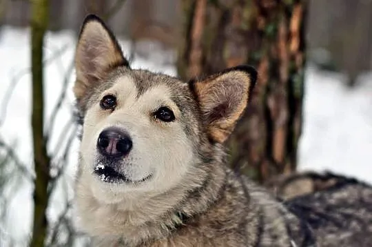 Nila, łagodna, inteligentna suczka mix husky_malam