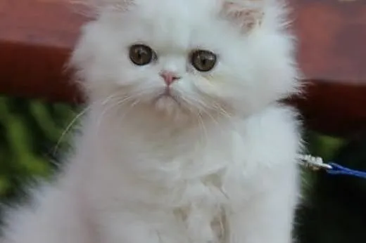 Piękna kotka perska,  lubelskie Biała Podlaska
