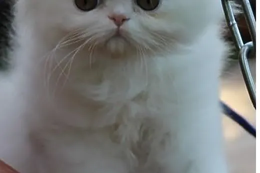 Piękna kotka perska,  lubelskie Biała Podlaska