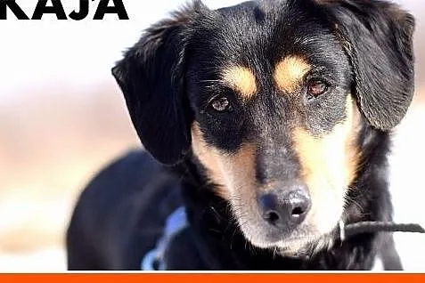18 kg,łagodna, grzeczna, spokojna, towarzyska sunia KAJA.Adopcja,  dolnośląskie Wrocław