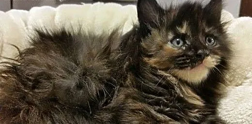 Maine coon kotka czarna, Koty maine coon cała Pol