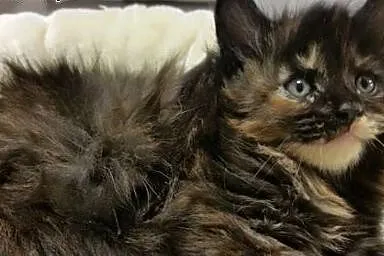Maine coon kotka czarna,  Koty maine coon cała Pol