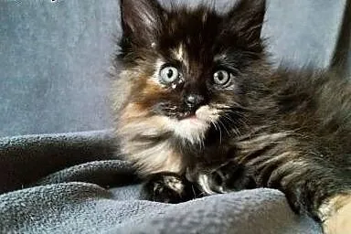 Maine coon kotka czarna,  Koty maine coon cała Pol