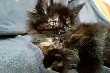 Maine coon kotka czarna,  Koty maine coon cała Pol