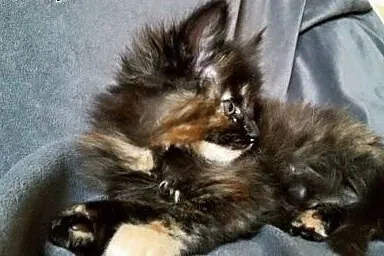 Maine coon kotka czarna,  Koty maine coon cała Pol