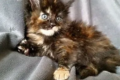 Maine coon kotka czarna,  Koty maine coon cała Pol
