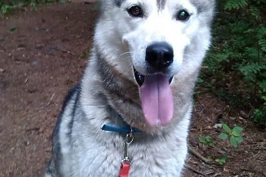 Agis - wesoły psiak husky czeka na adopcję,  kujawsko-pomorskie Toruń