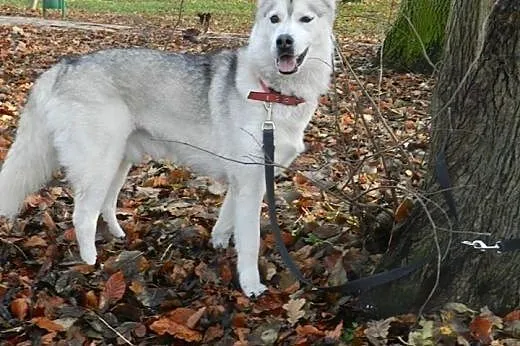 Agis - wesoły psiak husky czeka na adopcję,  kujaw