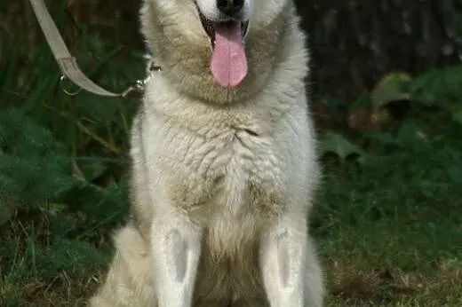 Agis - wesoły psiak husky czeka na adopcję,  kujaw