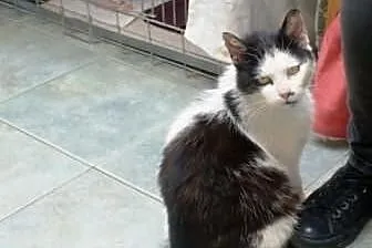 Greta z Księżego Młyna