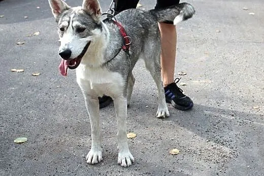 Yukki szuka domu,  dolnośląskie Głogów