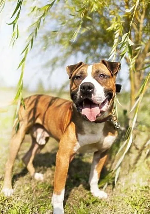 4 letni amstaff Milo czeka na dom, Amstaff cała P
