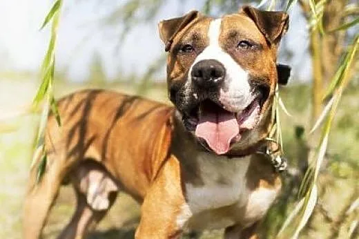4 letni amstaff Milo czeka na dom, Amstaff cała Polska