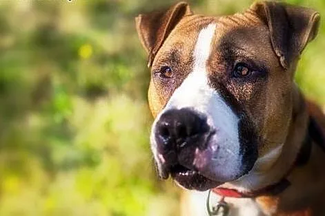 4 letni amstaff Milo czeka na dom,  Amstaff cała P