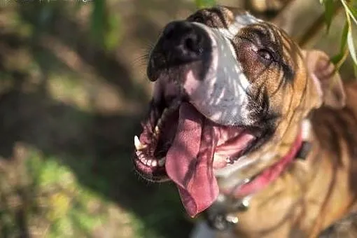 4 letni amstaff Milo czeka na dom,  Amstaff cała P