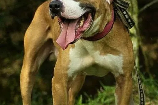 4 letni amstaff Milo czeka na dom,  Amstaff cała P