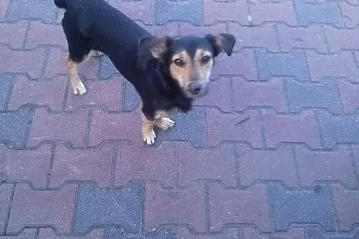 Malutki Kiszek wyrzucony z samochodu szuka domu!, 