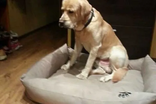 Pako-biszkoptowy labrador szuka domu,  warmińsko-mazurskie Olsztyn