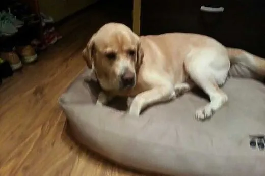 Pako-biszkoptowy labrador szuka domu,  warmińsko-m