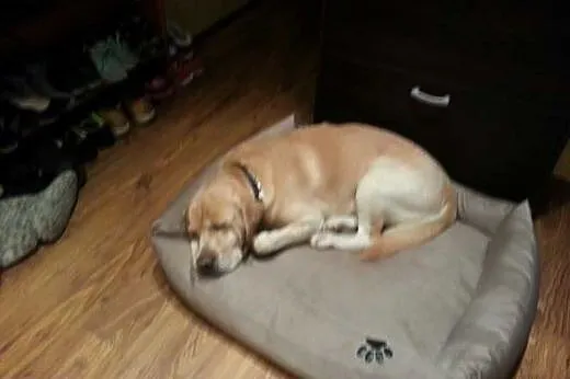 Pako-biszkoptowy labrador szuka domu,  warmińsko-m