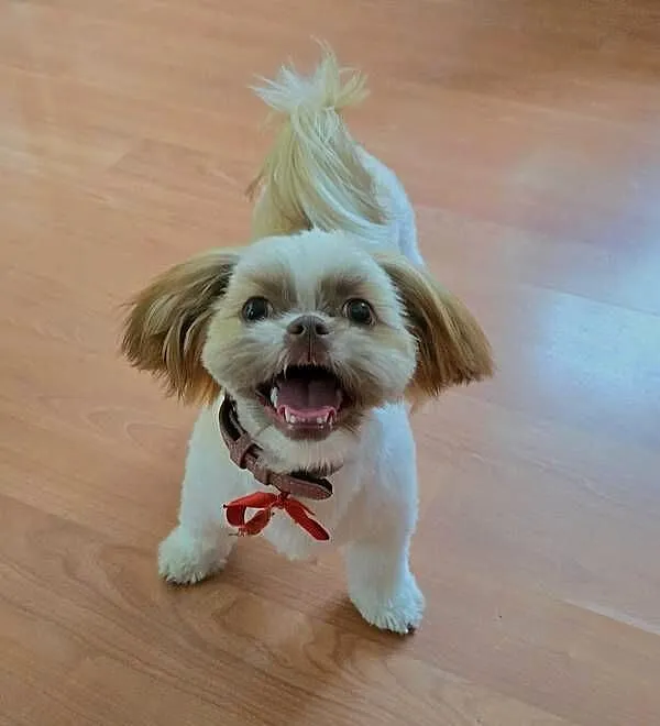 Shih tzu 7 miesiecy sunia, Mazowieckie, Bramki