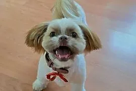 Shih tzu 7 miesiecy sunia
