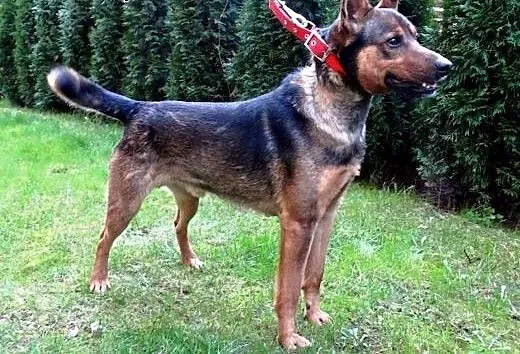 Koks wspaniały psiaczek, mazowieckie Ciechanów