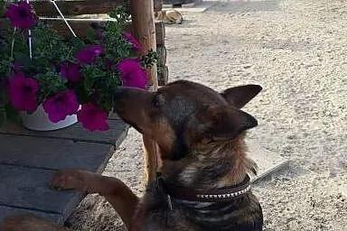 Koks  wspaniały psiaczek,  mazowieckie Ciechanów