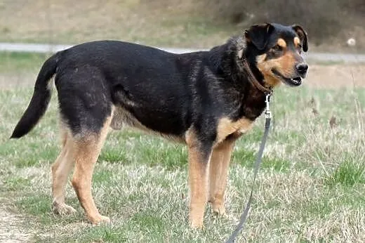 Fajny pies czeka, aż ktoś go zabierze do domu.,  ł