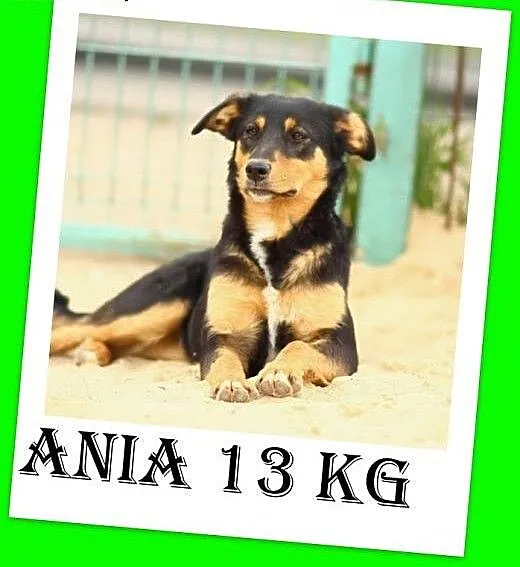 Roczna,13kg,kotolubna,łagodna,wesoła suczka ANIA.A