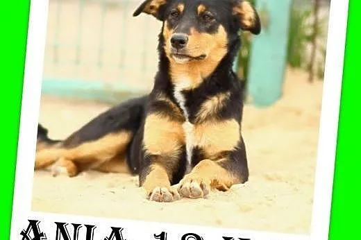 Roczna,13kg,kotolubna,łagodna,wesoła suczka ANIA.A