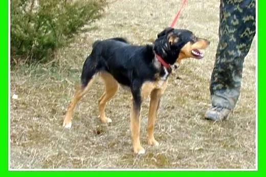 Roczna,13kg,kotolubna,łagodna,wesoła suczka ANIA.A
