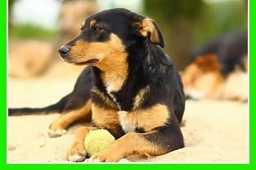 Roczna,13kg,kotolubna,łagodna,wesoła suczka ANIA.A