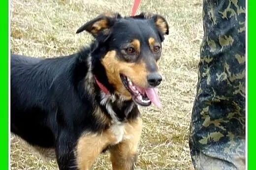 Roczna,13kg,kotolubna,łagodna,wesoła suczka ANIA.A