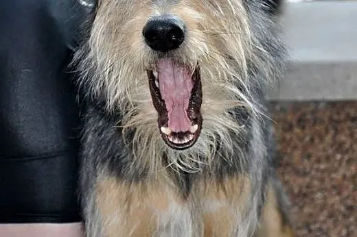 Ok. 2 letni uroczy Zbyszko szuka dobrego domu!,  m