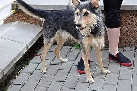 Ok. 2 letni uroczy Zbyszko szuka dobrego domu!,  m
