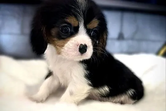 Piesek „BERNIE” Cavalier King Charles Spaniel Tricolor