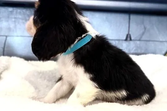 Piesek „BERNIE” Cavalier King Charles Spaniel Tricolor, Małopolskie, Limanowa