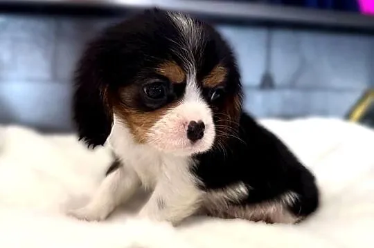 Piesek „BERNIE” Cavalier King Charles Spaniel Tricolor, Małopolskie, Limanowa