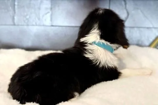 Piesek „BERNIE” Cavalier King Charles Spaniel Tricolor, Małopolskie, Limanowa