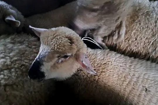 Witam Sprzedam owce świnarka 2 sztuki, Podkarpackie, Lipnica Dolna