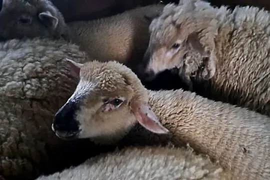 Witam Sprzedam owce świnarka 2 sztuki, Podkarpackie, Lipnica Dolna