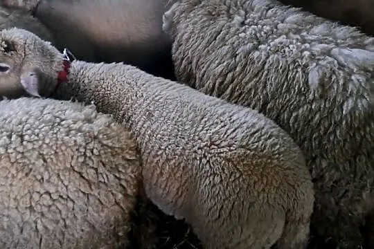 Witam Sprzedam owce świnarka 2 sztuki, Podkarpackie, Lipnica Dolna
