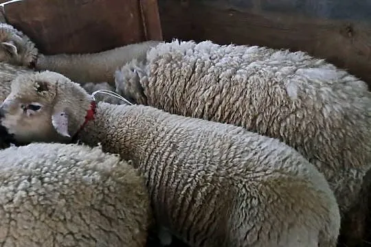 Witam Sprzedam owce świnarka 2 sztuki, Podkarpackie, Lipnica Dolna