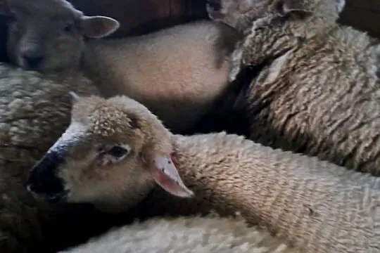 Witam Sprzedam owce świnarka 2 sztuki, Podkarpackie, Lipnica Dolna