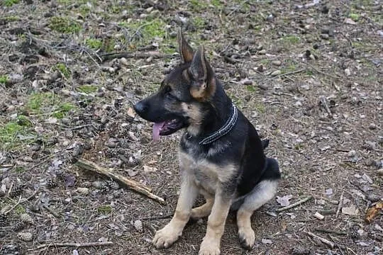 Reproduktor krycie