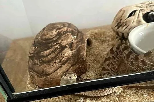 Wąż Heterodon Zachodni + terrarium i wyposażenie
