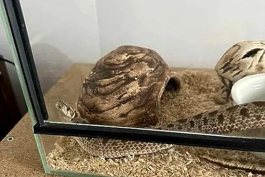 Wąż Heterodon Zachodni + terrarium i wyposażenie, Mazowieckie, Płońsk