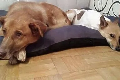 Kubuś kochany, spokojny, bardzo łagodny psiak PILN