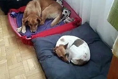 Kubuś kochany, spokojny, bardzo łagodny psiak PILN